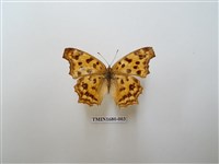 藏品(黃鉤蛺蝶)的圖片